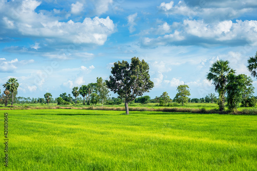 Central tree green rice paddy fields