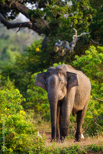 Asiatic Elephant bull in musth as it chases everything around the waterhole. © wayne
