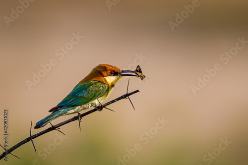 Chestnut-headed bee-eater sitting on a branch with an insect in its mouth photo