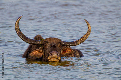 Asiatic water buffalo resting in the cool water