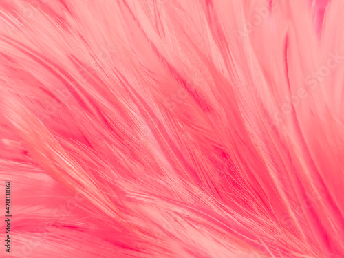 Beautiful abstract light pink feathers on white background,  white feather frame texture on pink texture pattern and pink background, love theme wallpaper and valentines day