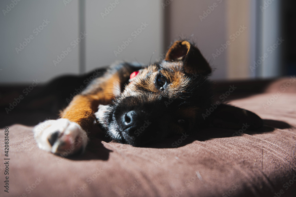 perro, mascota, animales, cachorro, mamifero perro, mascota, animales, cachorro, mamifero