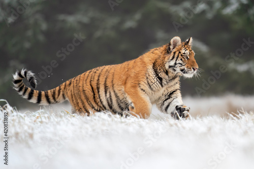 Running young siberian tiger from a side view. Winter scene in natural habitat