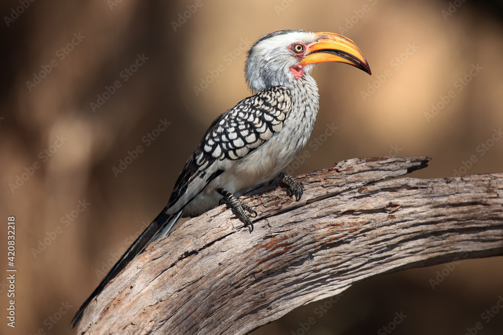 The southern yellow-billed hornbill (Tockus leucomelas) on the branch with brown background.African hornbill sitting on a dry branch. The southern yellow-billed hornbill (Tockus leucomelas) on the branch with brown background.African hornbill sitting on a dry branch.