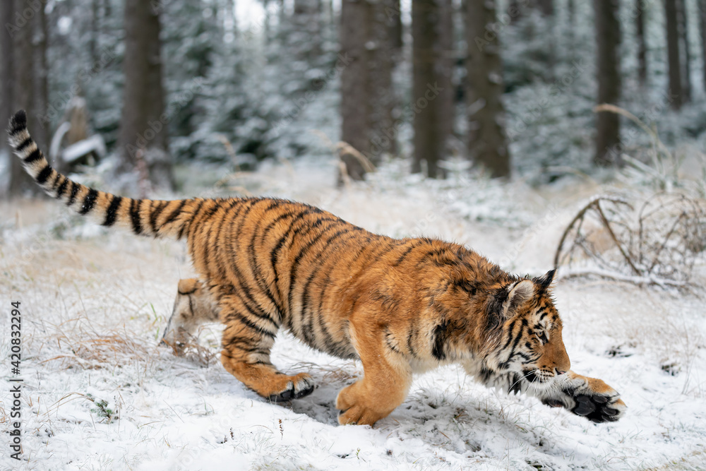 Obraz premium Hunting crouched Siberian tiger from the side in the winter forest. Panthera tigris altaica