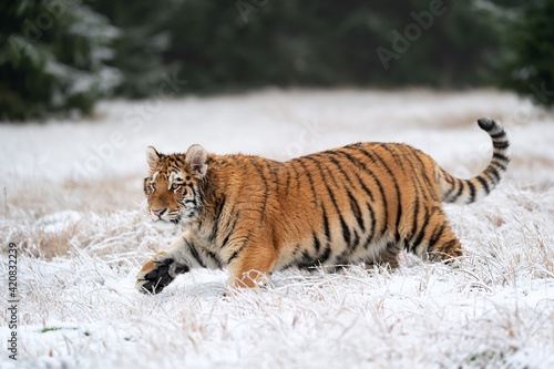 Vigilant Siberian tiger walking in snowy grass near the forest. A dangerous beast of prey in the narual habitat.