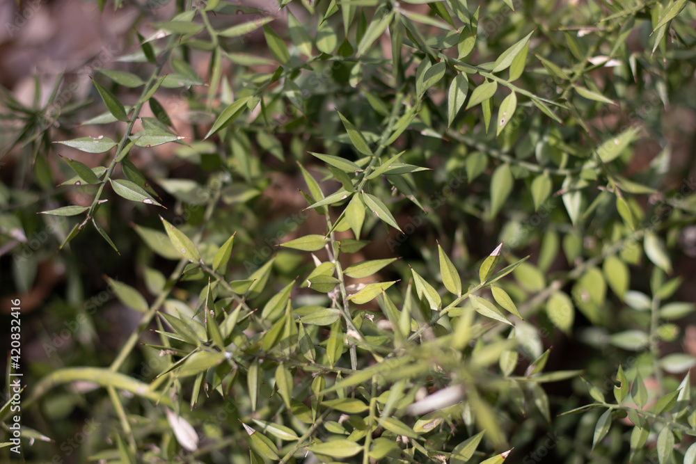 Obraz premium Evergreen perennial semi-shrub Butcher's broom (lat. Ruscus aculeatus) with green prickly leaves on a sunny day.