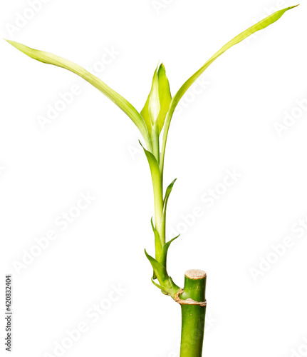 Lucky bamboo plants isolated on white background