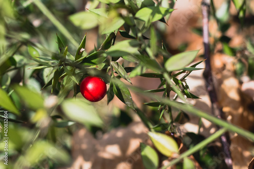 Evergreen perennial semi-shrub Butcher's broom (lat. Ruscus aculeatus) with green prickly leaves and red round fruits on a blurred background on a sunny day.