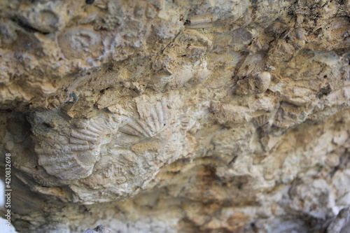 Fossil trail on the rock. Fossil in rock. Millions of years of fossil detail