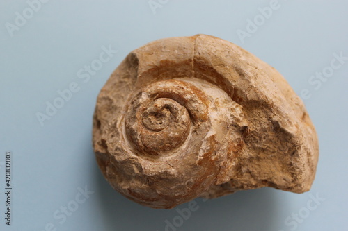 Snail fossil in blue background. A million-year-old snail fossil