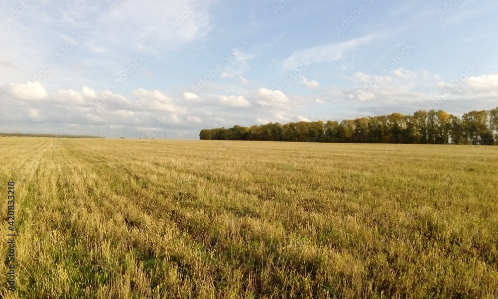 wheat field and sky