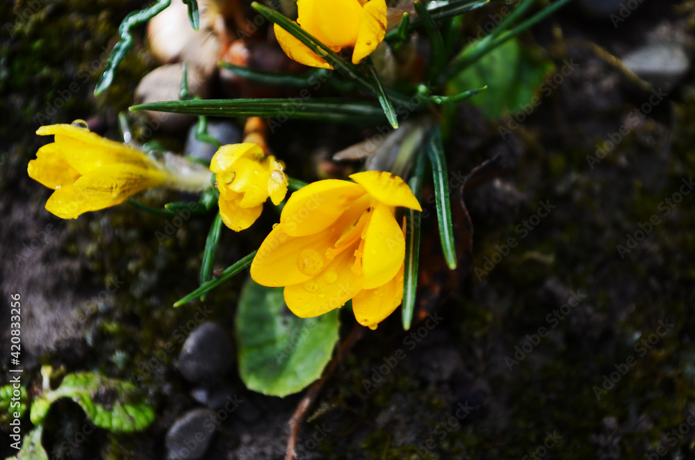 Dutch yellow crocus closeup. Primroses flowering crocus Dutch yellow crocus closeup. Primroses flowering crocus