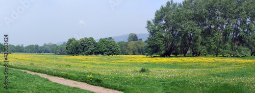 Wildflowers in bloom, Castle Meadows, Abergavenny, Monmouthshire, Wales