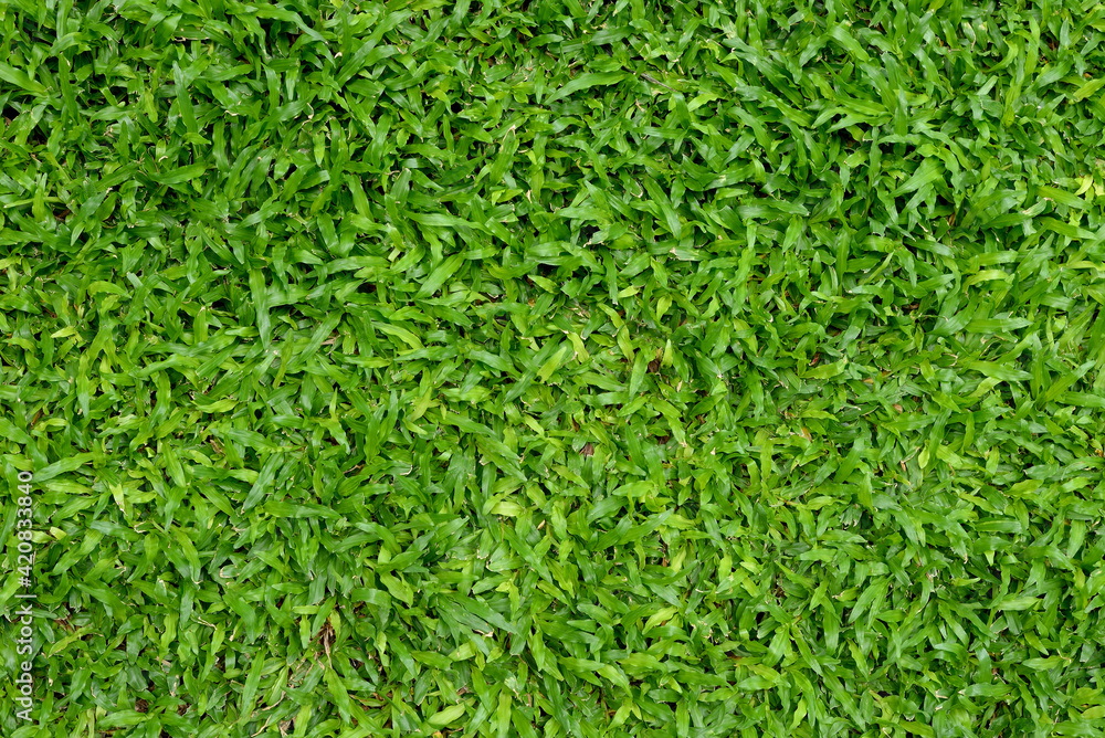 Fresh green grass on the ground. Fresh green grass on the ground.