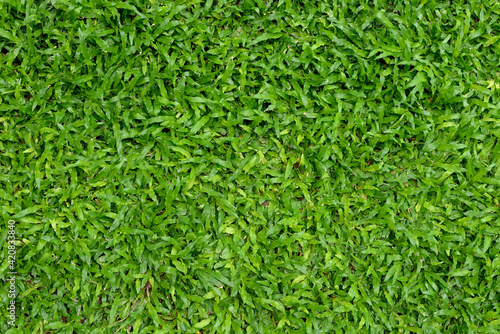 Fresh green grass on the ground.
