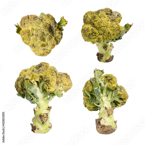 Set Trunk of rotten broccoli Isolated on white background.