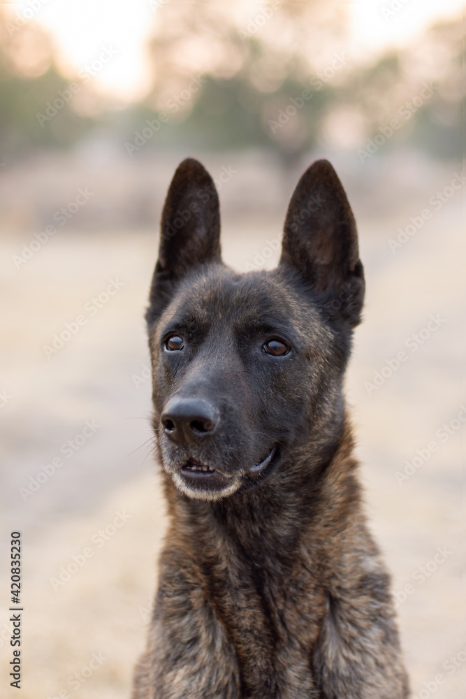 Dutch shepherd dog portrait outdoors Dutch shepherd dog portrait outdoors