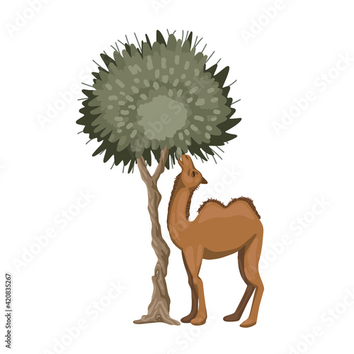 Camel eating tree, animal in natural environment, zoological illustration, vector illustration.