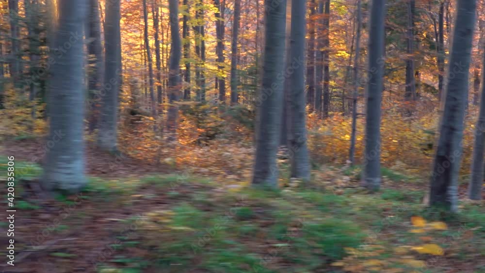 Tracking shot through forest trees of mountain biker riding MTB mountain bike on a mountain bike trail, downhill, during autumn, extreme sport activities Tracking shot through forest trees of mountain biker riding MTB mountain bike on a mountain bike trail, downhill, during autumn, extreme sport activities