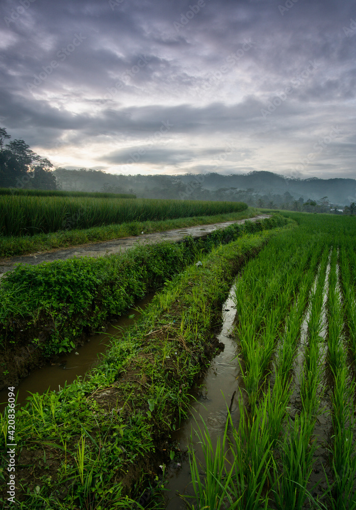 A small road in the middle of rice fields in the morning A small road in the middle of rice fields in the morning