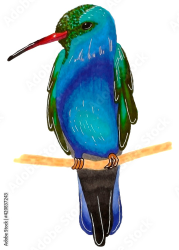 A beautiful bright hummingbird bird sitting on a tree branch. Technique alcohol markers.