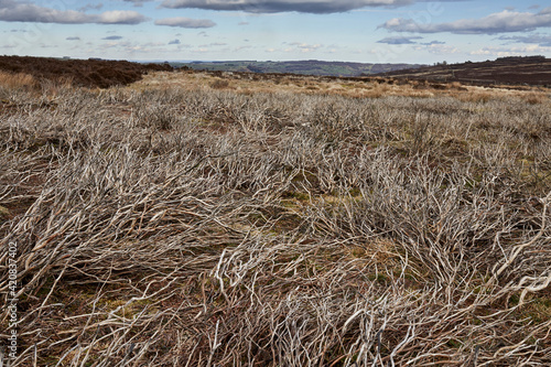 Windswept burnt heather stalks on Yorkshire moorland photo