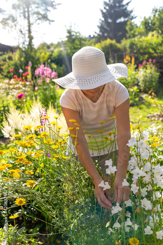 Female gardener in a white hat with a wide brim taking care of flowers in a beautiful summer garden, vertical © zabavna