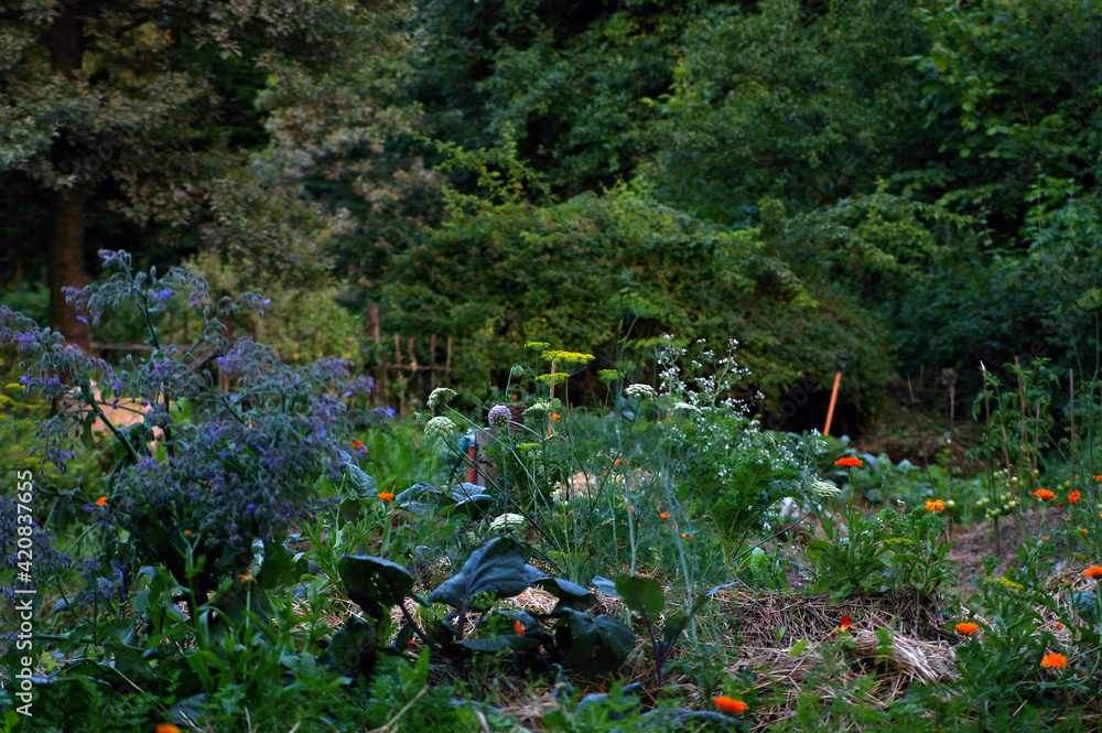 ogród warzywny, uprawa warzyw, jarzyny w ogrodzie, warzywniak, wieś, rolnictwo, zdrowie, rośliny,  - obrazy, fototapety, plakaty 