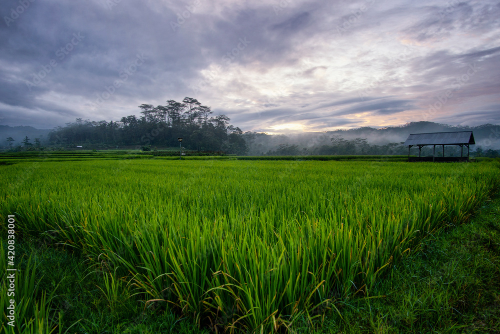 The extensive rice fields in the morning, the leaves of the plants are green The extensive rice fields in the morning, the leaves of the plants are green
