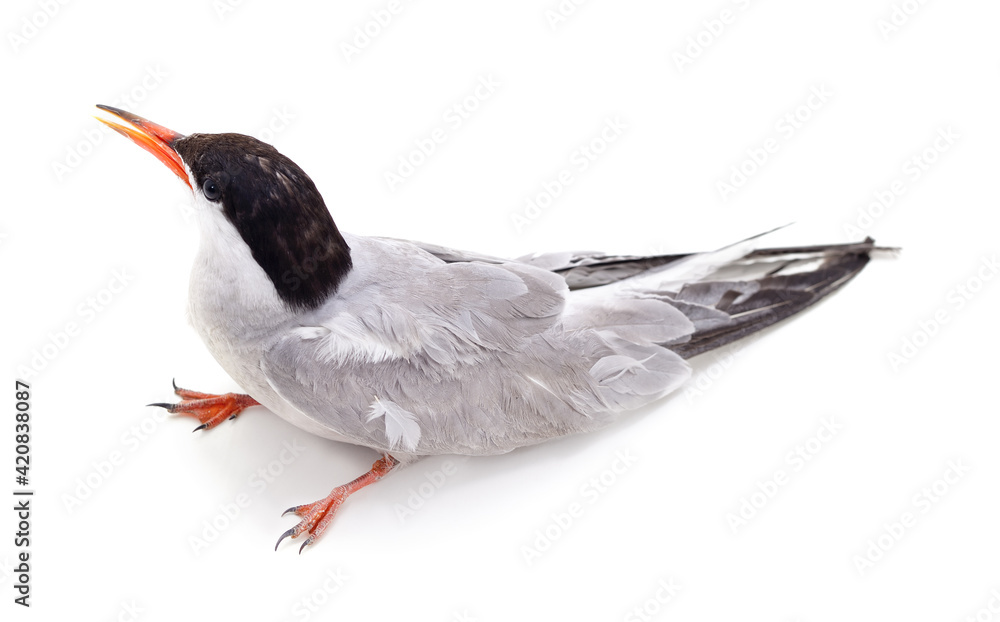 Obraz premium Gray seagull sitting and looking up.