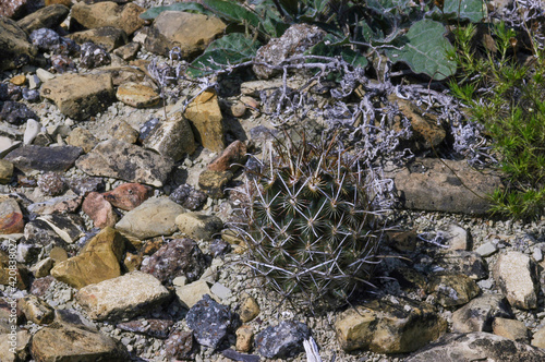 Ancistrocactus scheeri in Mexico