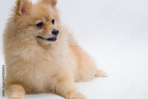 selective focus of small breed Pomeranian Dog is Looking up something on a white background. Emotional support animal concept.