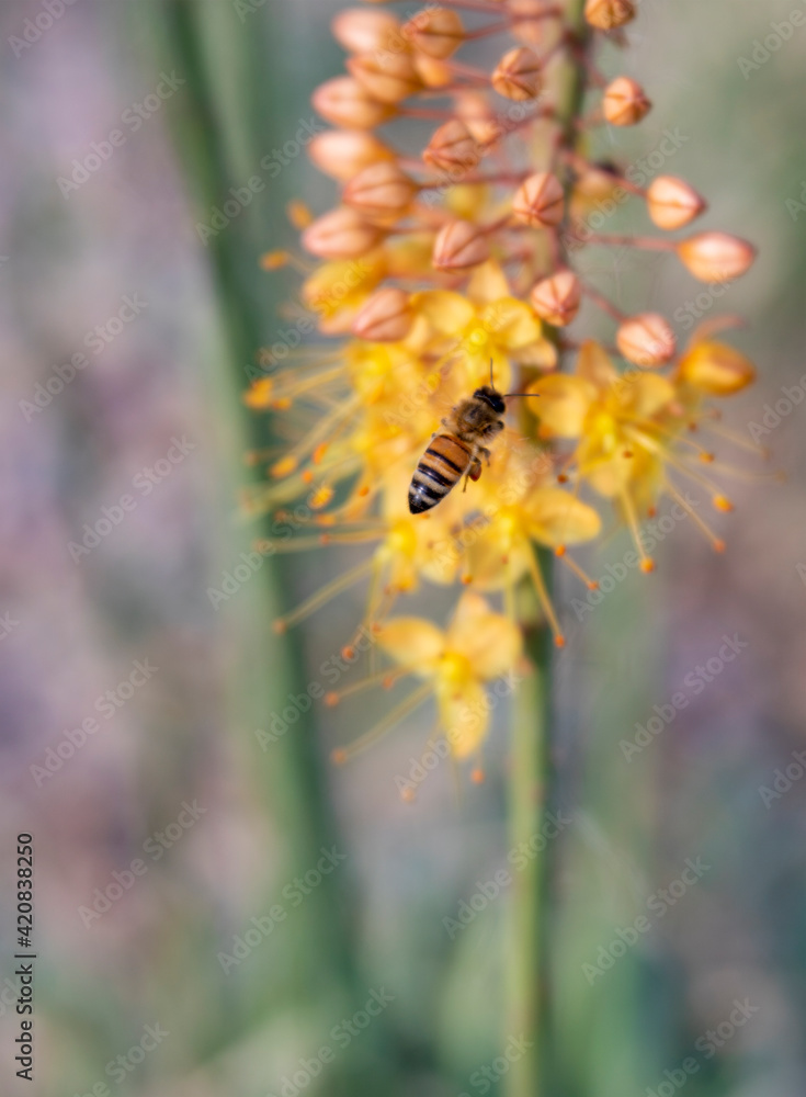 Pollinating Honey Bee with Soft-Focus Cleopatra Foxtail Lily Flowers Pollinating Honey Bee with Soft-Focus Cleopatra Foxtail Lily Flowers