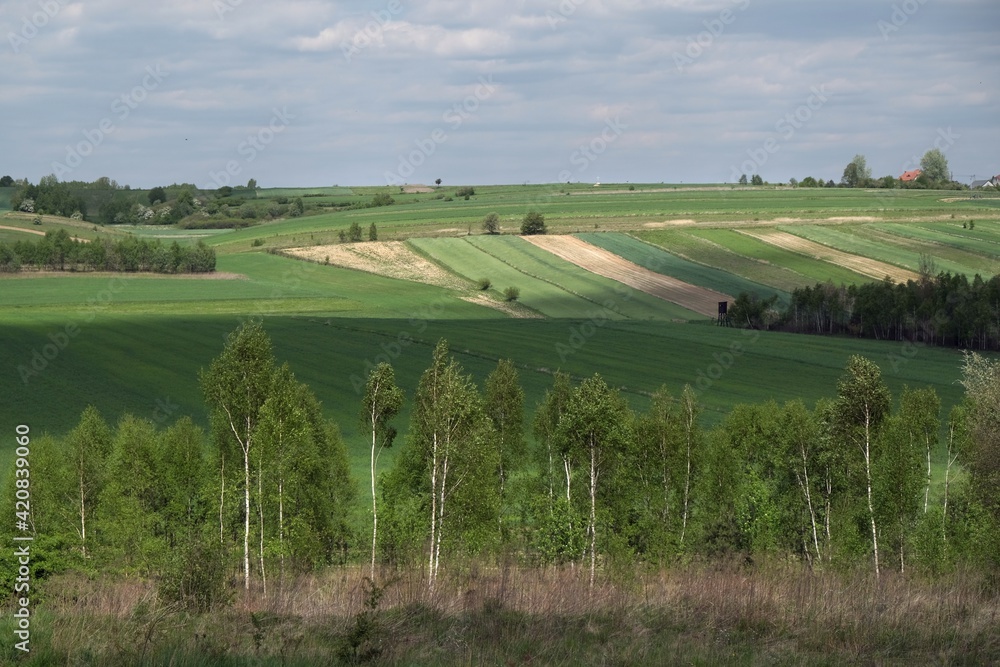 Picturesque fields on the hills in spring day, near the village of Niegowa in  Krakowsko-Częstochowska Upland, Silesia, Poland