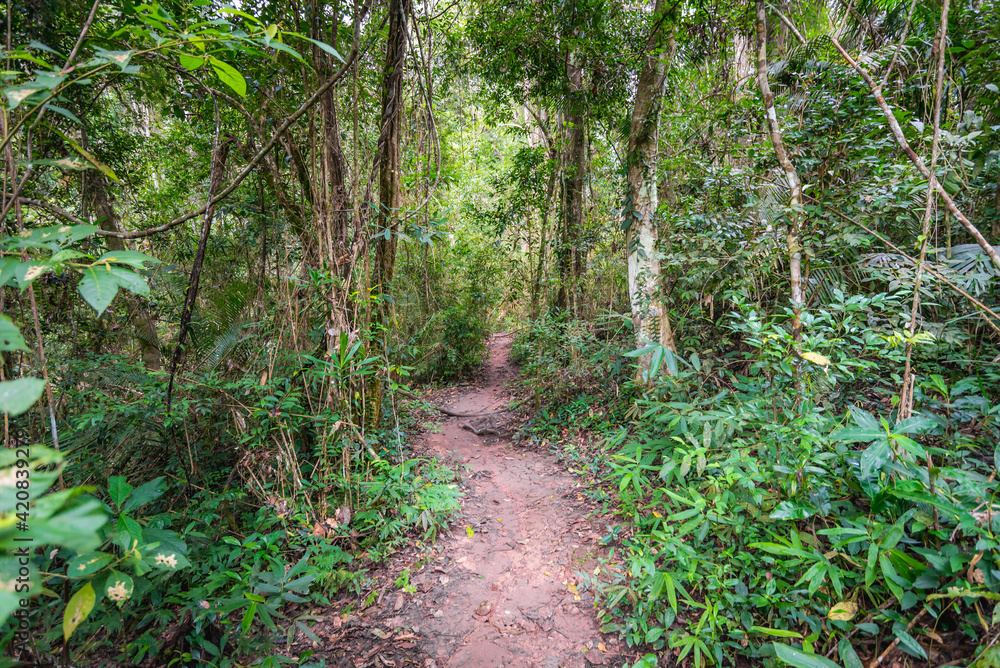 Pathway in the forest at Khao Yai National Park, Pak Chong, Nakhon Ratchasima, Thailand.