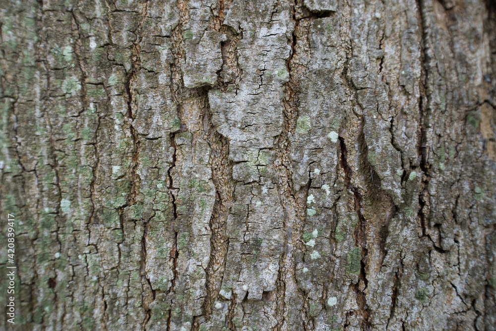 Tree trunks and bark in the forest. Tree trunks and bark in the forest.