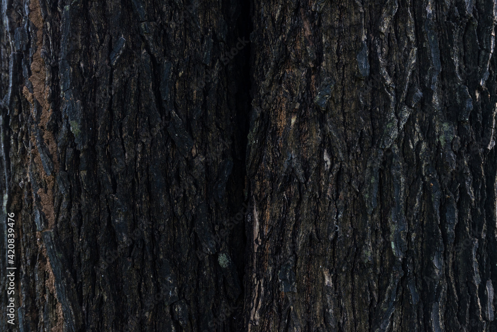 Tree trunks and bark in the forest. Tree trunks and bark in the forest.