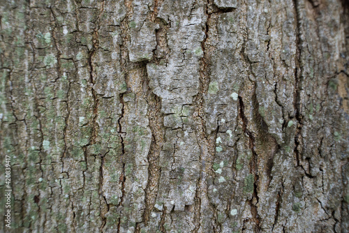 Tree trunks and bark in the forest.