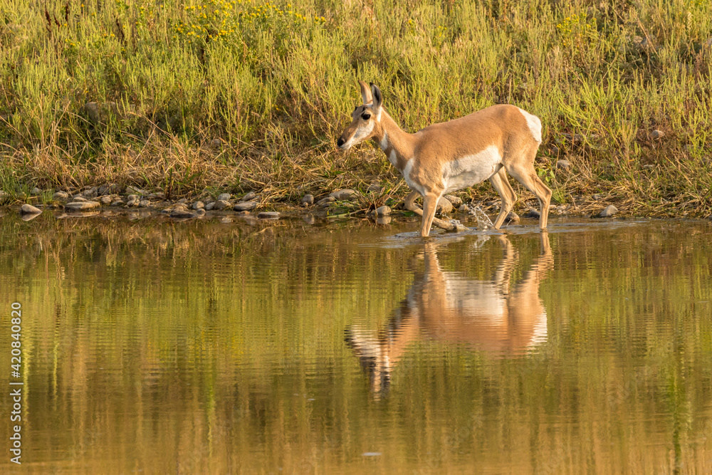 Obraz premium USA, South Dakota, Custer State Park. Pronghorn antelope walks in pond.