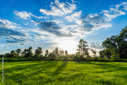 Sunrise over the Green rice paddy fields.