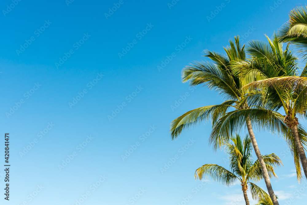 Idyllic holiday sky - A canopy of palm trees looking up from below with blue sky and light little puffs of clouds in the distance