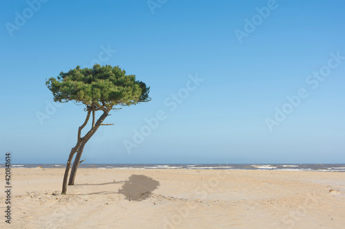 paisaje de playa con árbol que da sombra