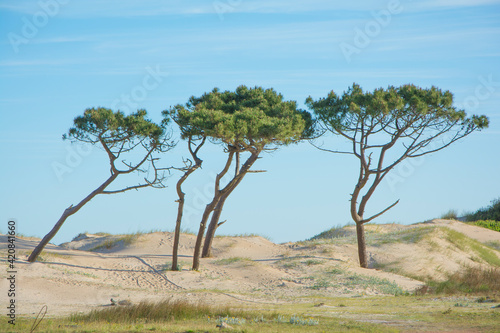 paisaje de sabana con   rboles