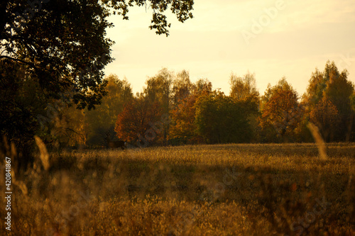 morning in the forest