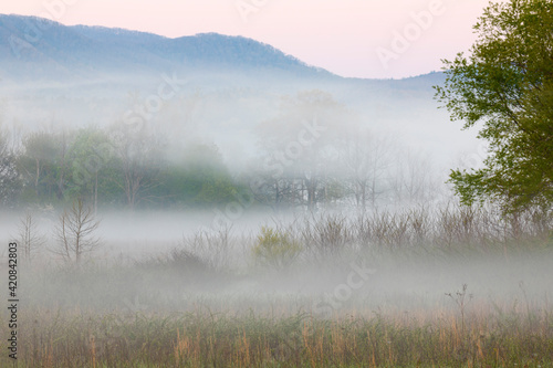Foggy meadow at sunrise, Cades Cove, Smoky Mountains National Park, Tennessee.