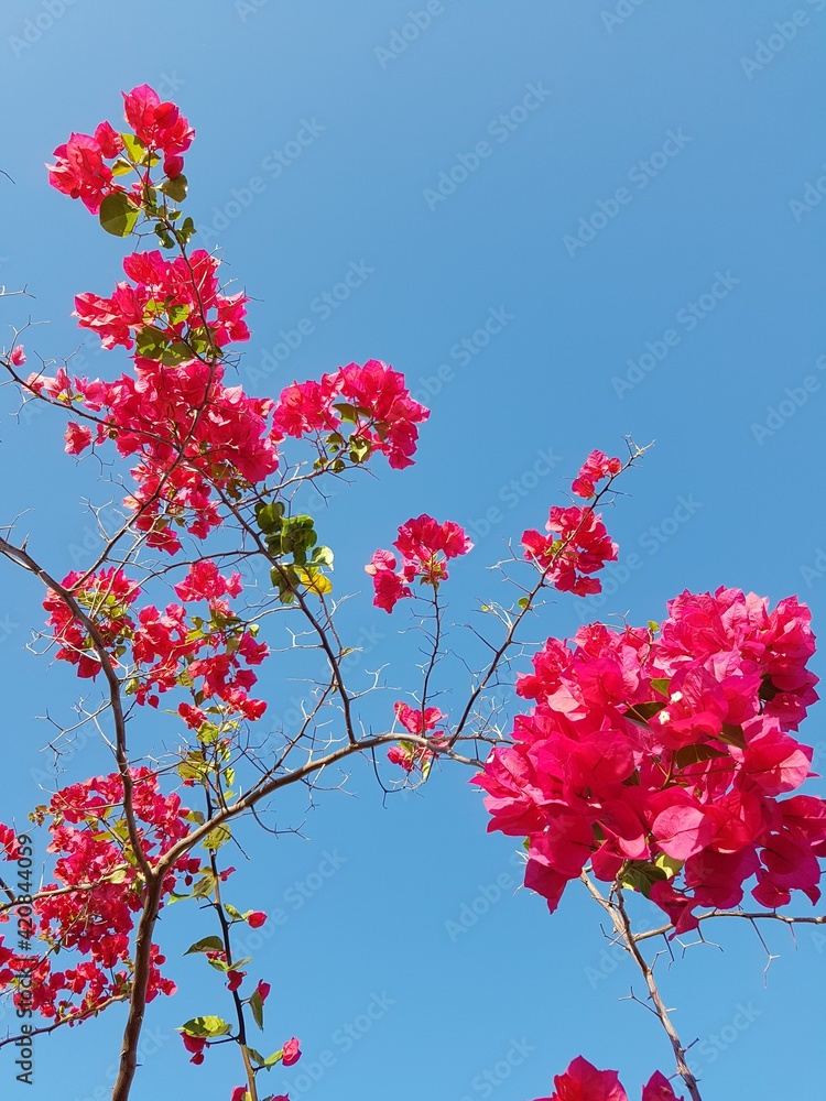 Flores vermelhas contra um céu azul sem nuvens. Flores vermelhas contra um céu azul sem nuvens.