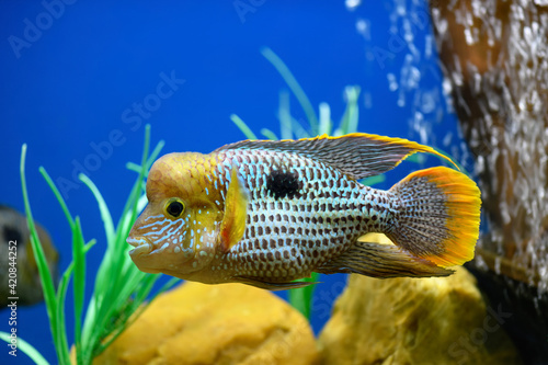 Akara Turquoise fish in the aquarium (Andinoacara rivulatus). Green Terror photo