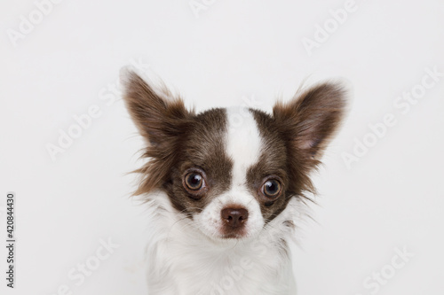 Portraite of cute puppy chihuahua. Little smiling dog on white background. Free space for text.