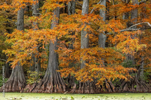 Autumn view of Bald Cypress trees, Reelfoot Lake State Park, Tennessee. photo